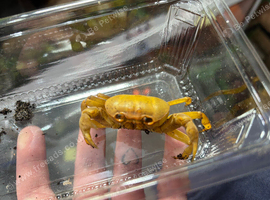 1x Banana Crab