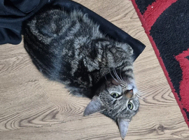 2 cats need a loving home