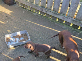 Cocker spaniel girl pups ready to leave now