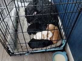 For sale cockapoo