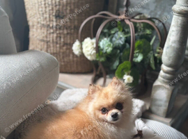 Lovely little Pom girl looking for her forever home.