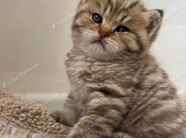 Stunning Golden Tabby British Shorthair boy
