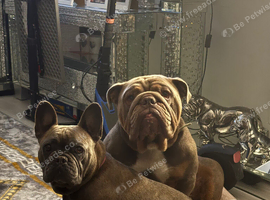 4 puppies