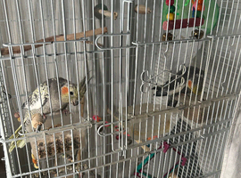 2 cockatiels, male & female
