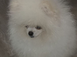 Kc reg Pomeranian male