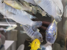 Mbhuna fish