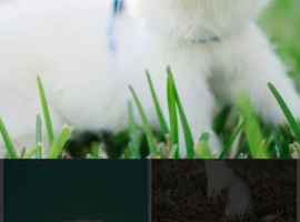 Micro Ferret Wanted
