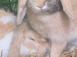 Male and female Holland lop breeding pair