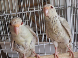 Grey and Cream Kakariki