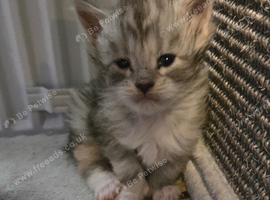 Pollydactyl maine coons