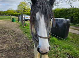Maxi cob type gelding