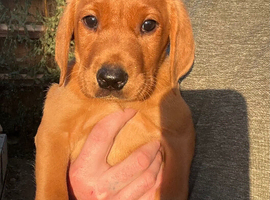 Beautiful fox red Labrador pups