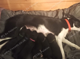 Patterdale X Welsh collie
