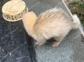 Small ferrets