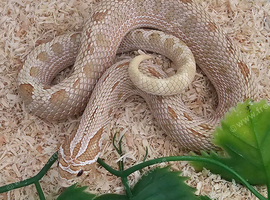 Beautiful Toffeeconda Male Hognose