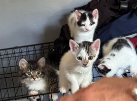 Kittens for sale