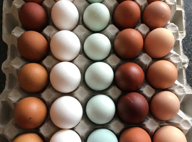 HATCHING EGGS / PURE BREED / VARIOUS BREEDS