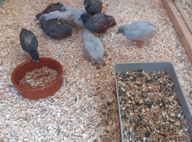 Chinese painted quails