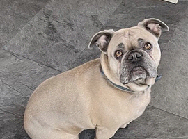 Rocky the French Bulldog seeks a loving family home