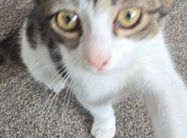 Beautiful kitten