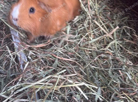 Female guinea pig