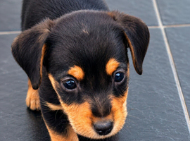 Daxi Jack