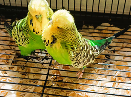 2 x Male budgies, large cage, feeders and drinkers, toys and accessories