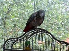 African grey parrot