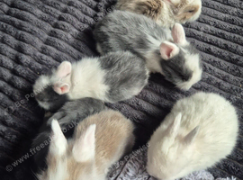 Lionhead babies