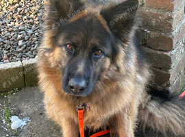 German shepherd dog