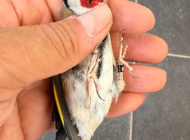 2025 goldfinch male very fit and healthy