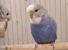 Budgies 3 months 1 week