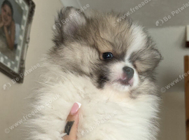 Male Pomeranian