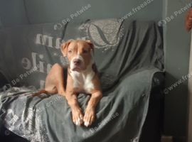 American bulldog