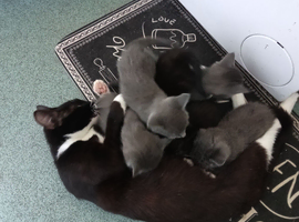 Boy and girl mixed litter