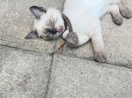 2 Beautiful white British Shorthair Kittens left all female &ndash;