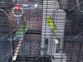 Budgies and cage