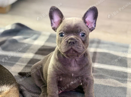 Gorgeous male French bulldog puppy (Grey)
