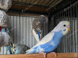 Stunning budgies