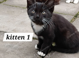 4 female kittens ready now