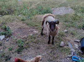 Shetland ram