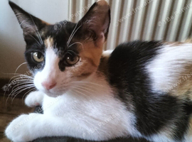 URGENT two kittens available (4months)