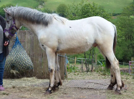 Appaloosa x Knabstrupper Colt