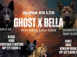 Excellent Working Line Shepherds.