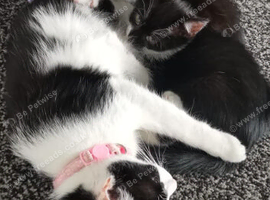 Kittens for sale