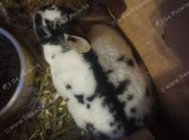 Stunning Mini Rex