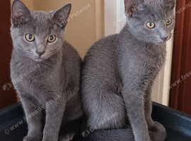 Beautiful kittens