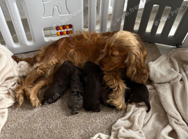 F1 Cockapoo Litter - 1 Girls & 3 Boys Available