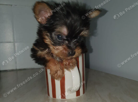 Tea cup yorkshire terrier