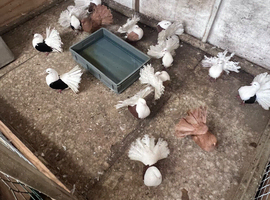 7 pairs of stunning Fantails&rsquo;s